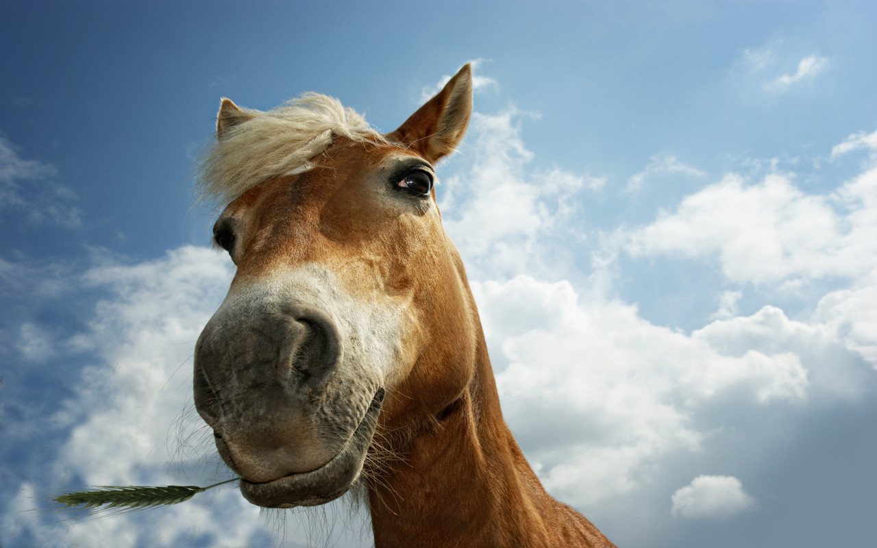 From the horses mouth - Beware